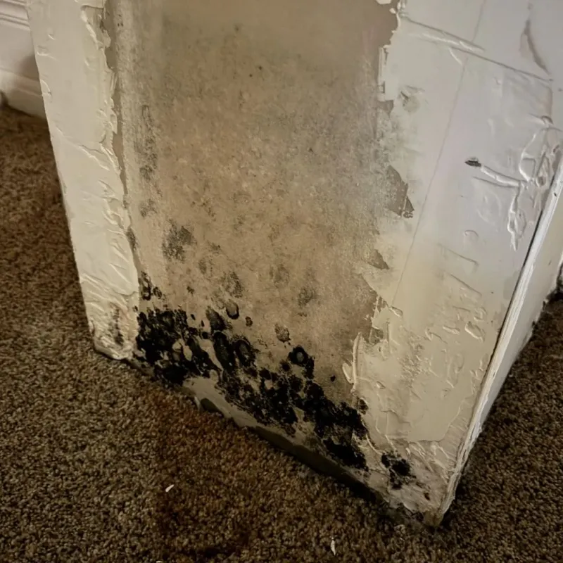 Professional Mold Removal in Versailles, MO